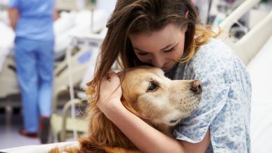 Photo of How Can Emotional Support Animals Aid In Anxiety