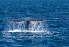 Photo of Blue Whale Facts That You Should Know About