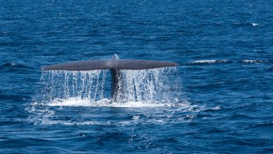 Photo of Blue Whale Facts That You Should Know About