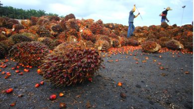 Photo of Is All Palm Oil Bad and Should You Avoid It?