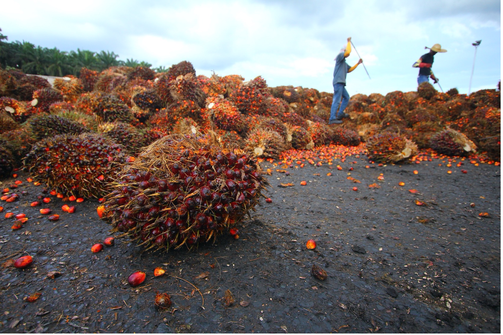 Is All Palm Oil Bad and Should You Avoid It? Sense About Science Blog