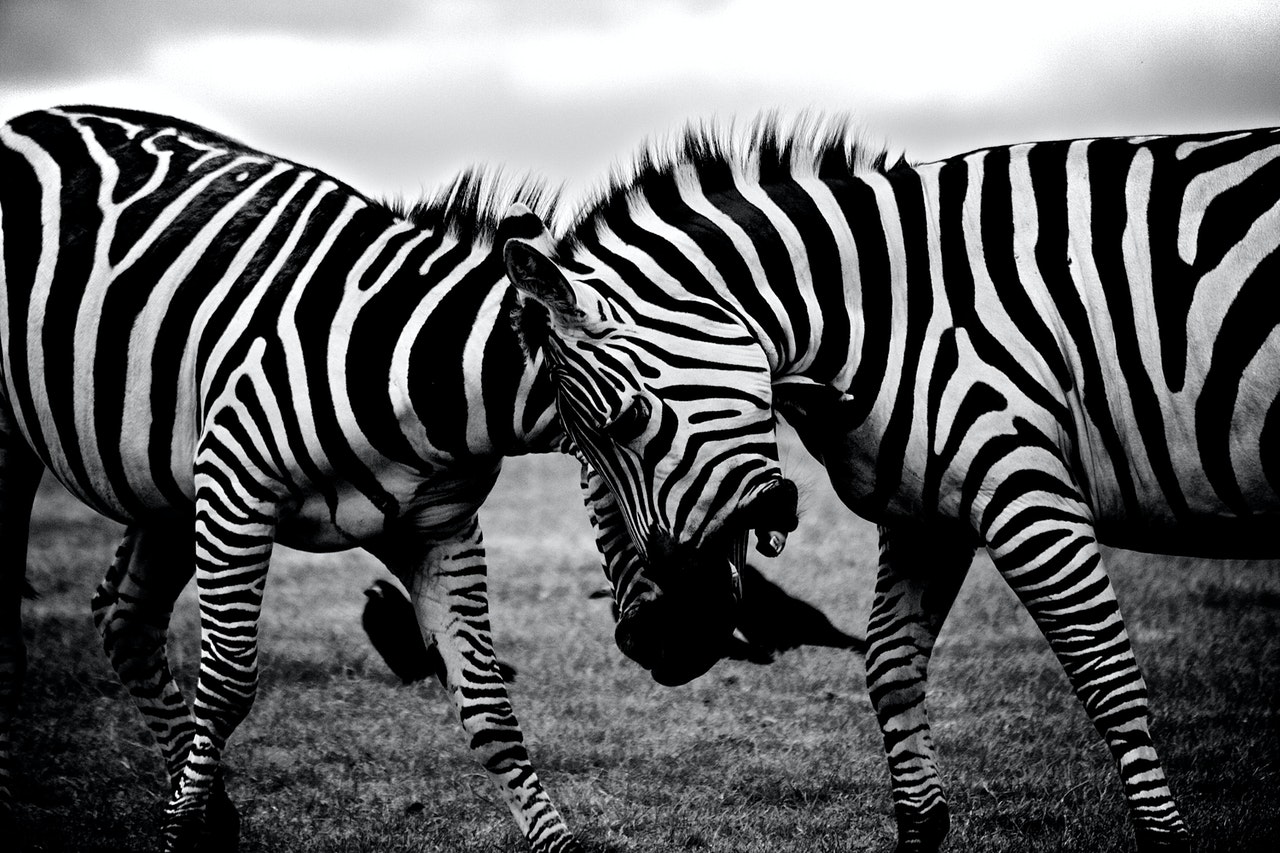 animals monochrome photography ideas