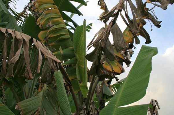 Photo of ￼How to Treat Fusarium Wilt of Banana Tree