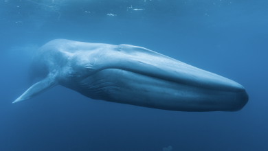 Photo of Scientists confirm that Seychelles is a hope spot for blue whales