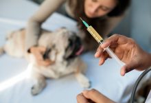 Photo of The Importance of Vaccinating Your Pet