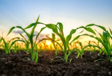 Photo of Understanding EORI Numbers: A Practical Guide for UK Agricultural Businesses