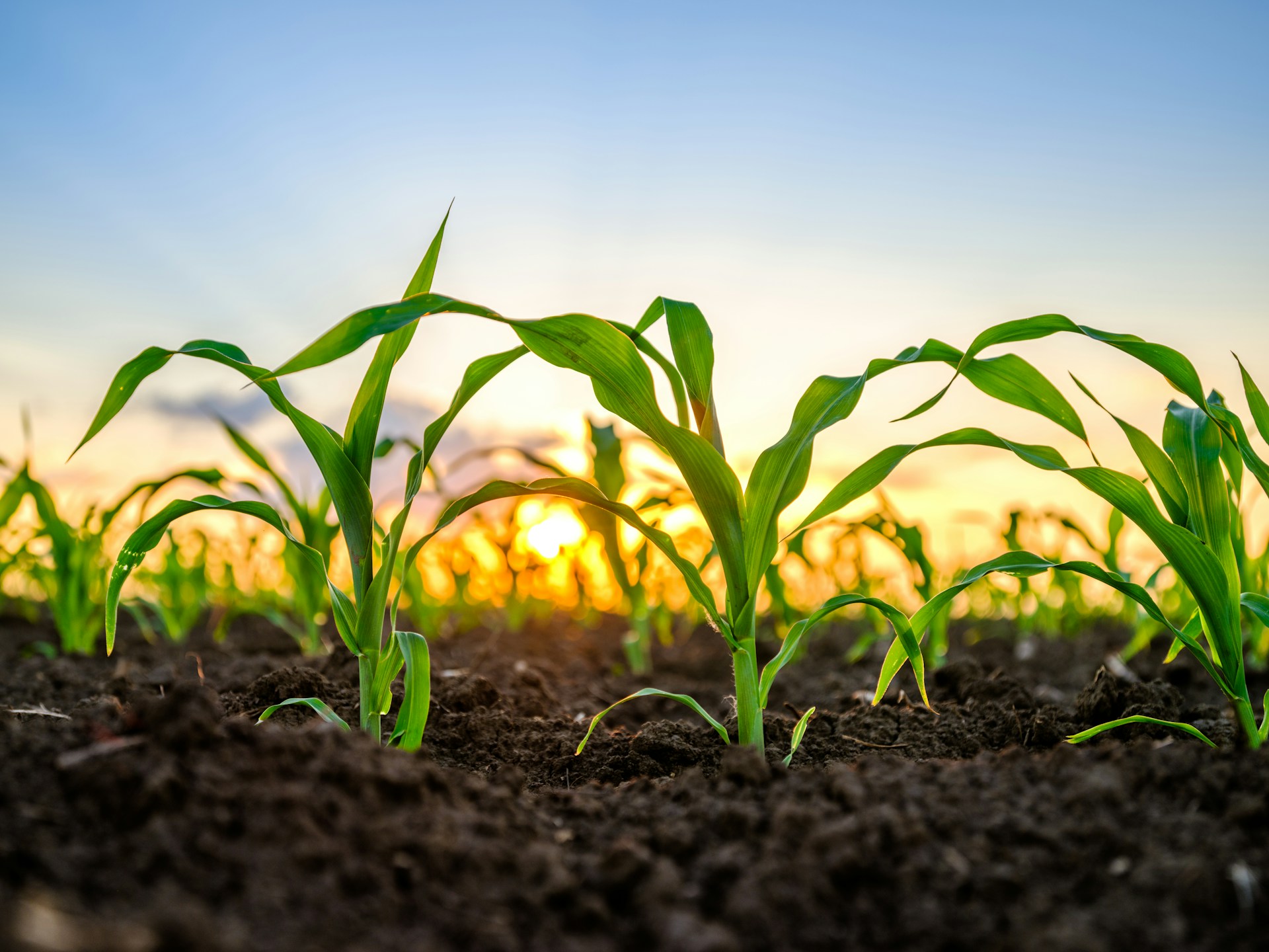 Understanding EORI Numbers: A Practical Guide for UK Agricultural Businesses - Sense About Science Blog