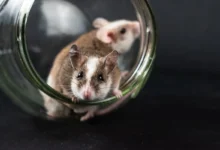 Photo of GIPR brain regions drive weight loss via opposite routes, Cambridge study finds