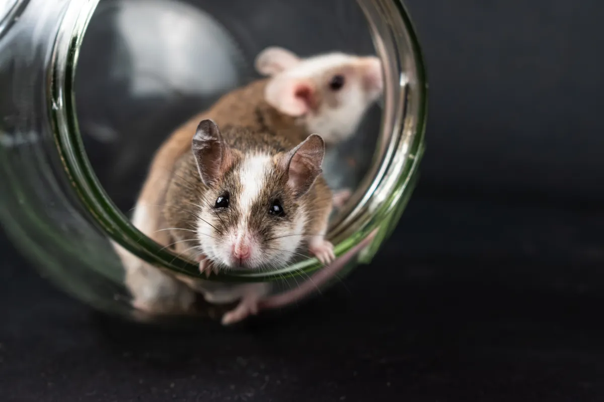 GIPR brain regions drive weight loss via opposite routes, Cambridge study finds - Sense About Science Blog