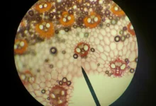 Photo of GLP-1 Drugs and the Lateral Septum: A New Target for Addiction Research