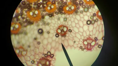 Photo of GLP-1 Drugs and the Lateral Septum: A New Target for Addiction Research