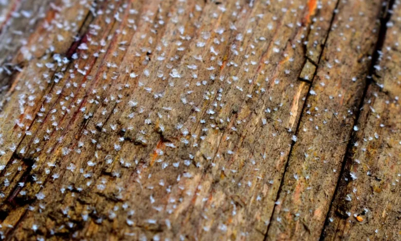 Enceladus ice grain chemistry