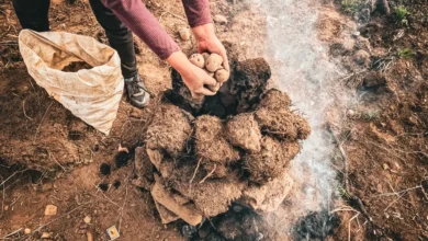 Photo of Indonesia Peat Fires 2026: Underground Blazes Test Post-2015 Reforms