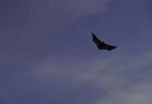 Photo of Myotis bat longevity genes link immune strength to cancer resistance