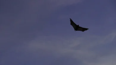 Photo of Myotis bat longevity genes link immune strength to cancer resistance