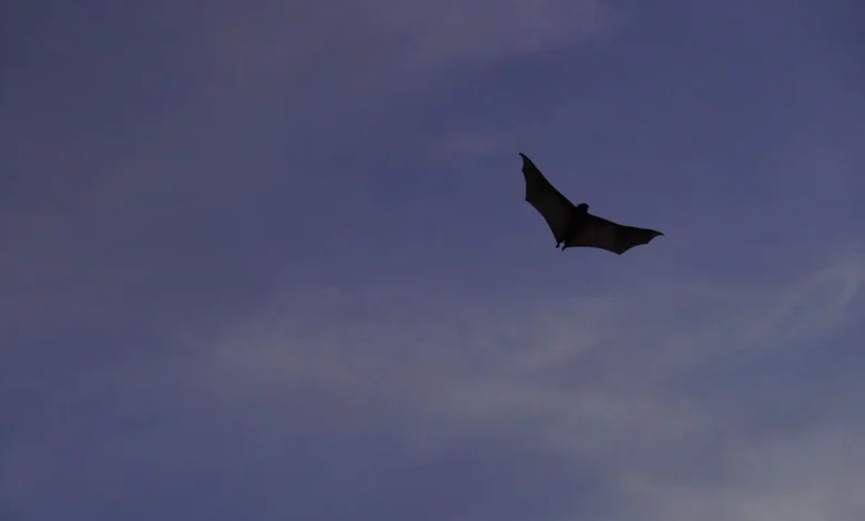 Myotis bat longevity genes