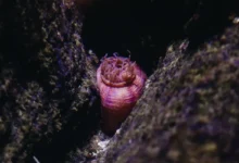 Photo of Plasmalogen sea squirt study claims to reverse brain ageing in mice