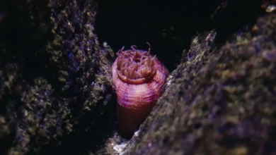 Photo of Plasmalogen sea squirt study claims to reverse brain ageing in mice