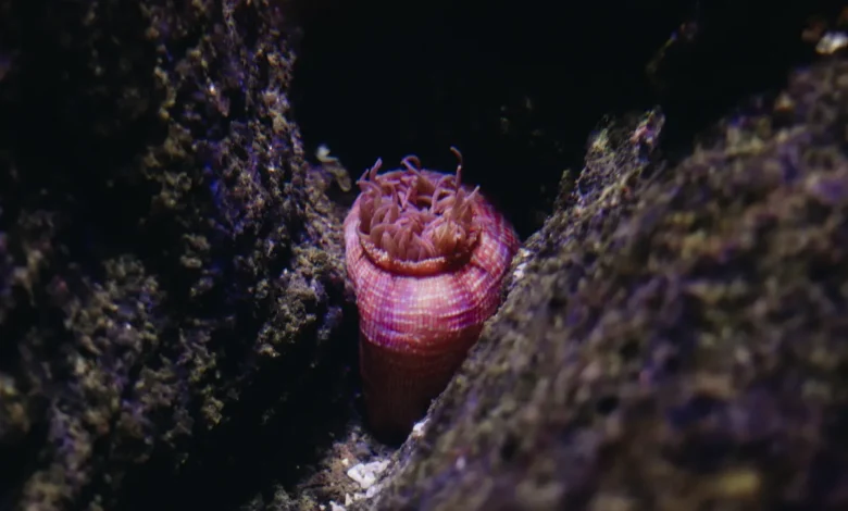 plasmalogen sea squirt study