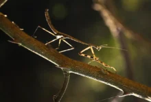 Photo of Anchiale robusta misidentified for decades, new study finds two more species
