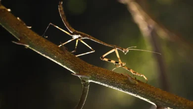 Photo of Anchiale robusta misidentified for decades, new study finds two more species