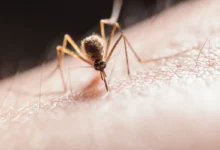 Photo of French authorities confirm first human case of Shamonda virus