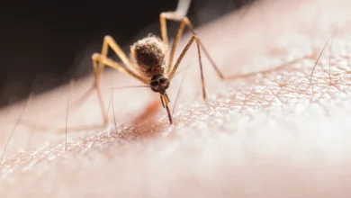 Photo of French authorities confirm first human case of Shamonda virus