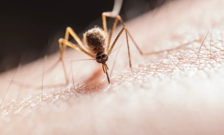 Macro shot capturing a mosquito piercing skin with its proboscis, highlighting its role as a pest