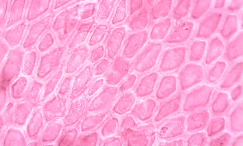 Photo of UBE2N enzyme MASH research points to new liver disease target