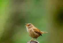 Photo of Birdsong conservation: can AI and tutors help birds relearn lost calls?