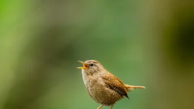 Photo of Birdsong conservation: can AI and tutors help birds relearn lost calls?