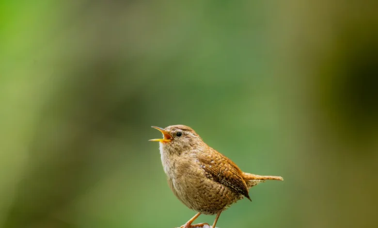 A vibrant wren singing perched on a branch in a lush green forest, showcasing the beauty of nature